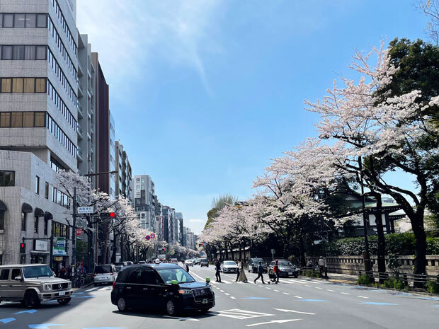 sumomo365_20240407_Yasukuni_13.jpg