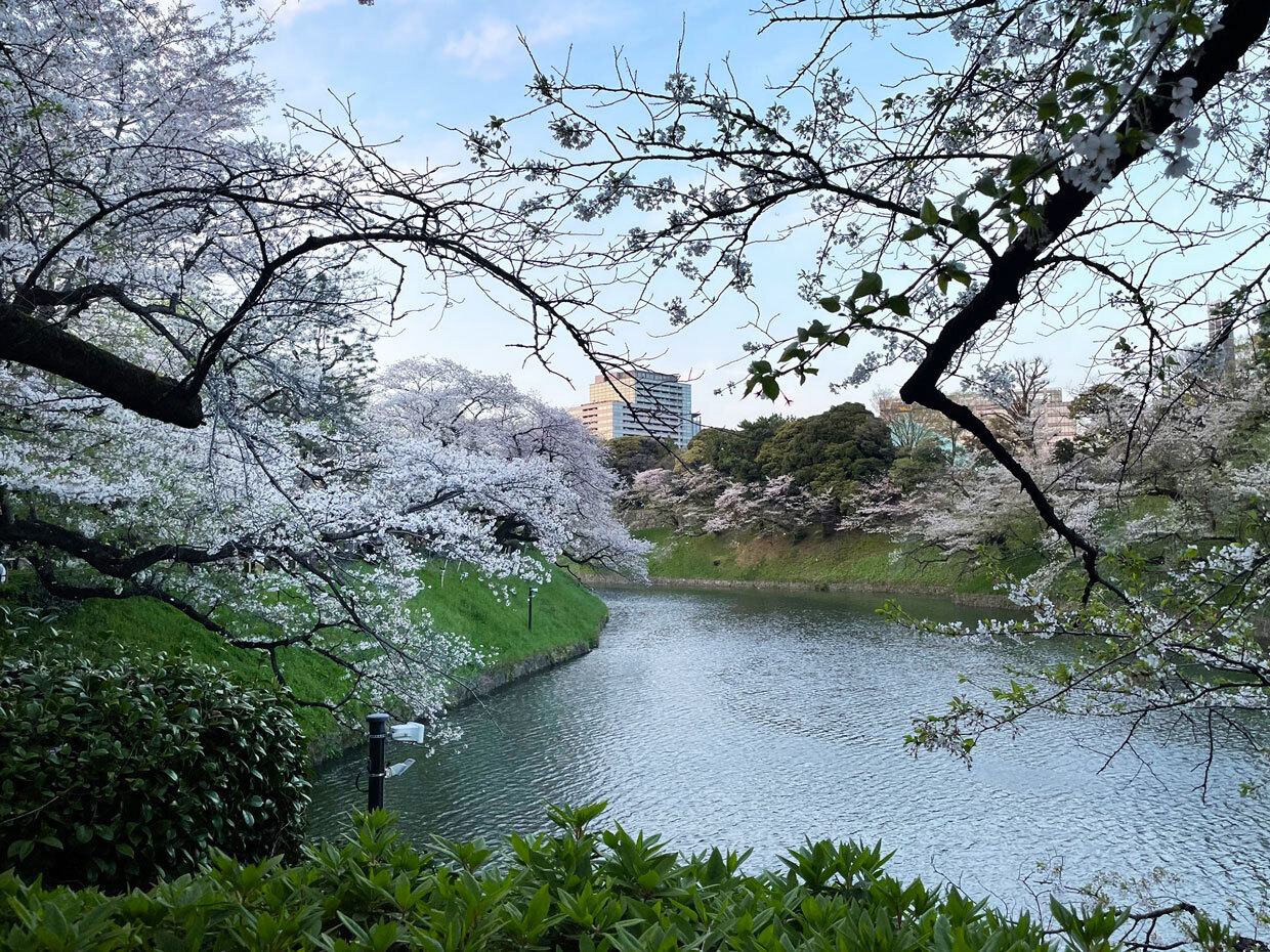 sumomo365_20240410_Chidorigafuchi_01.jpg