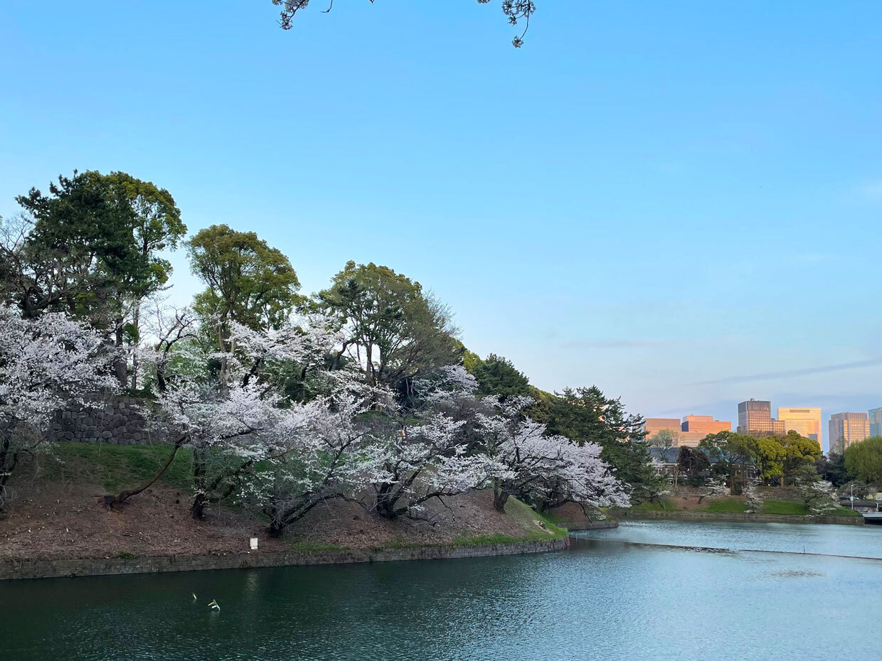 sumomo365_20240410_Chidorigafuchi_02.jpg