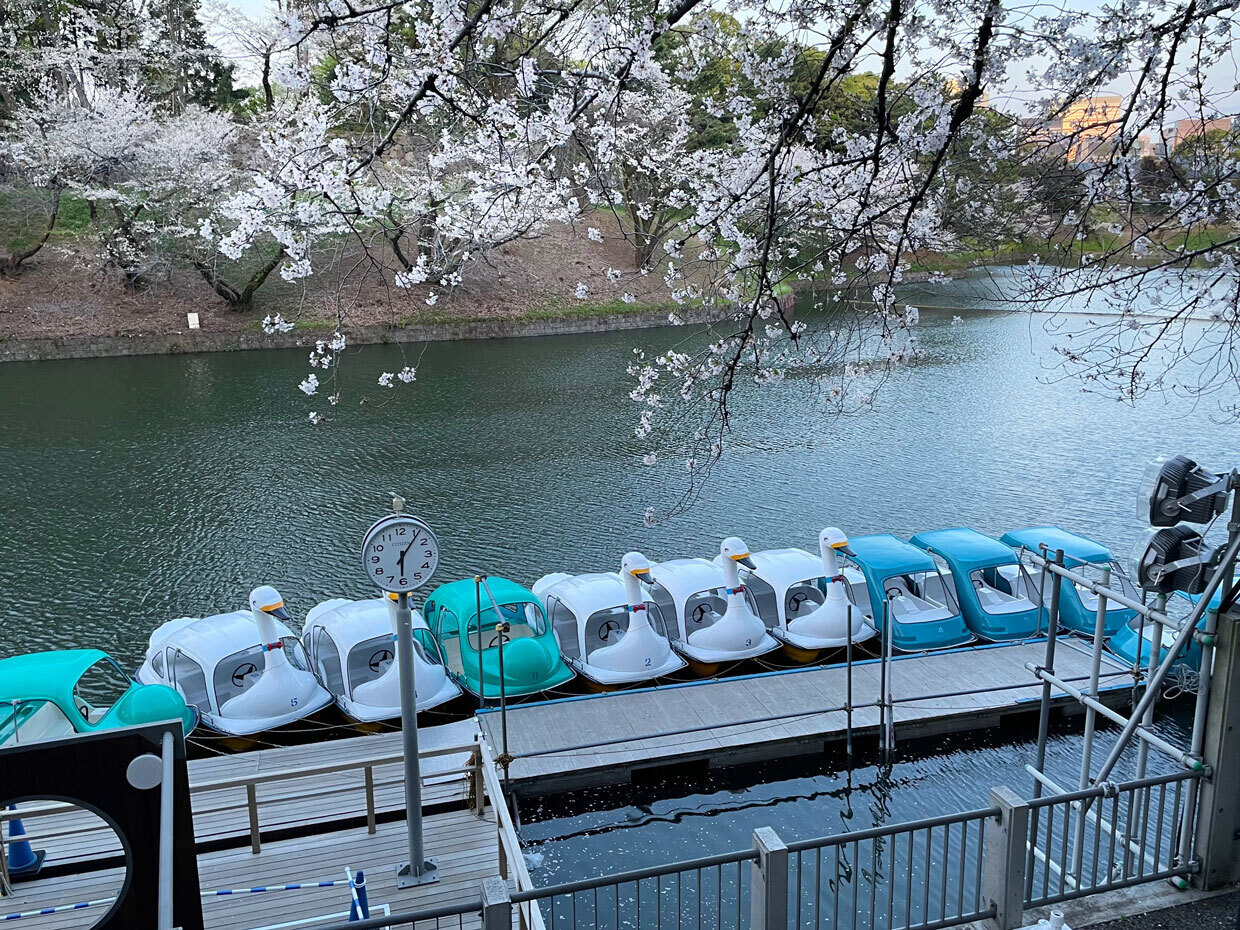 sumomo365_20240410_Chidorigafuchi_03.jpg