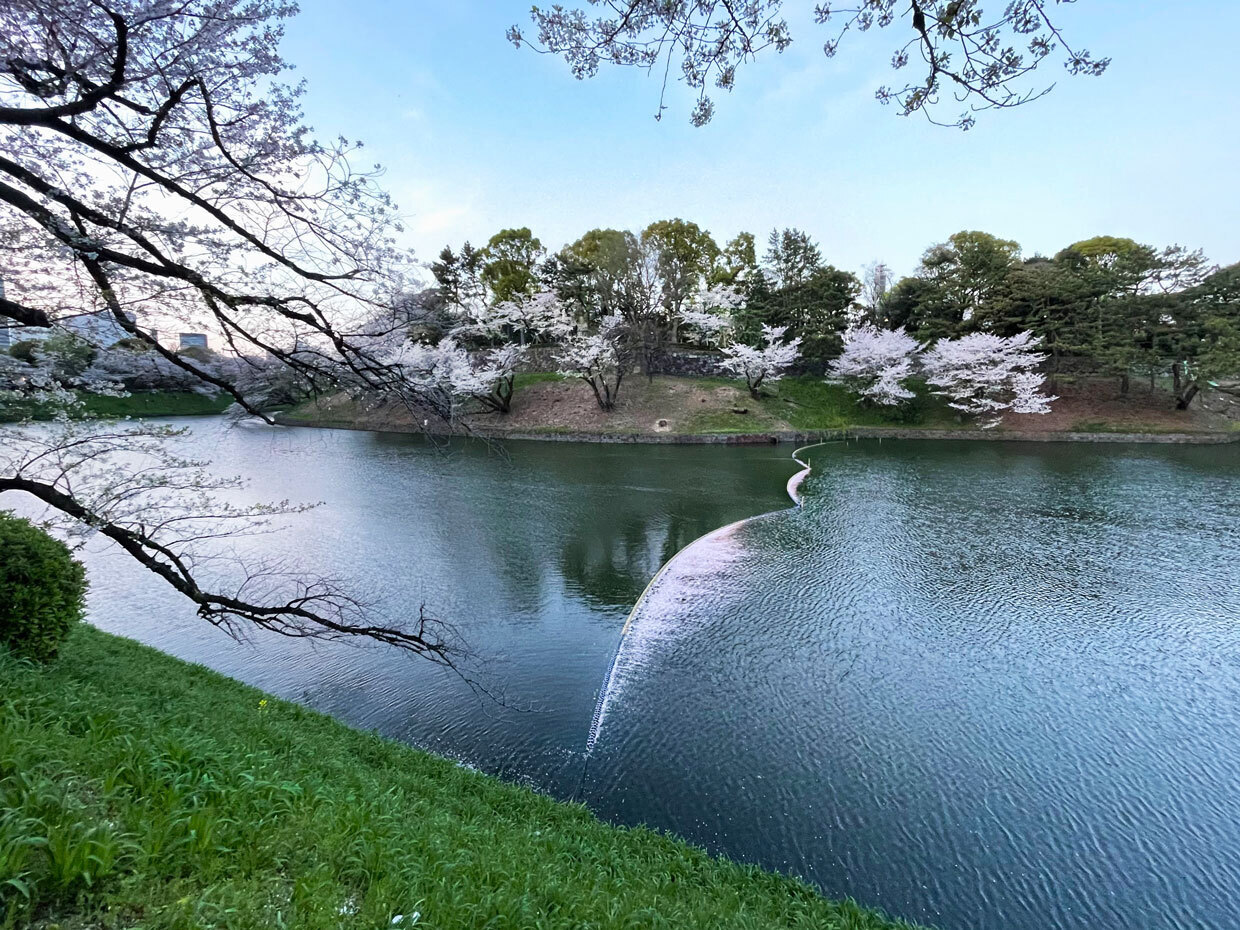 sumomo365_20240410_Chidorigafuchi_04.jpg