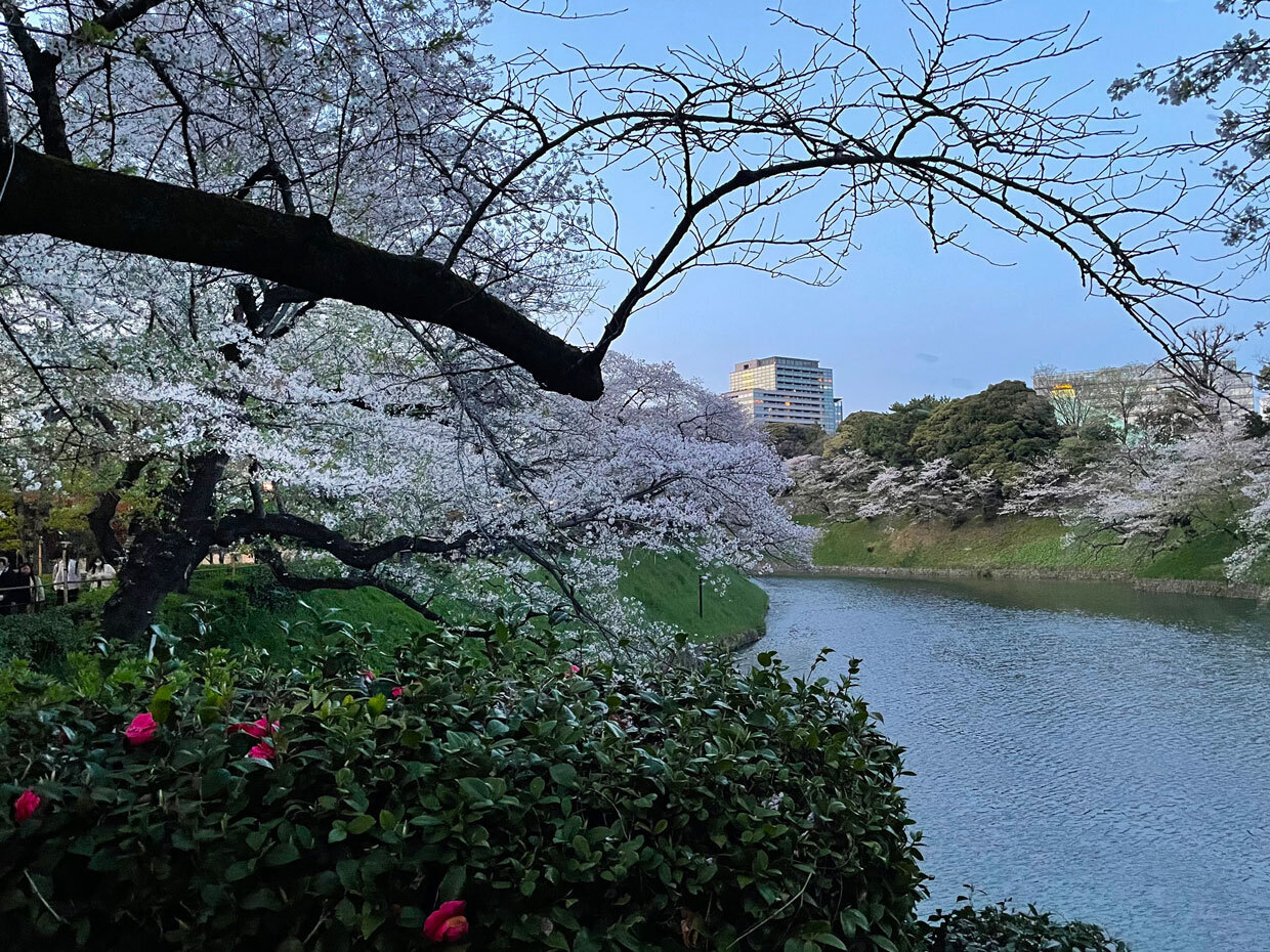 sumomo365_20240410_Chidorigafuchi_06.jpg