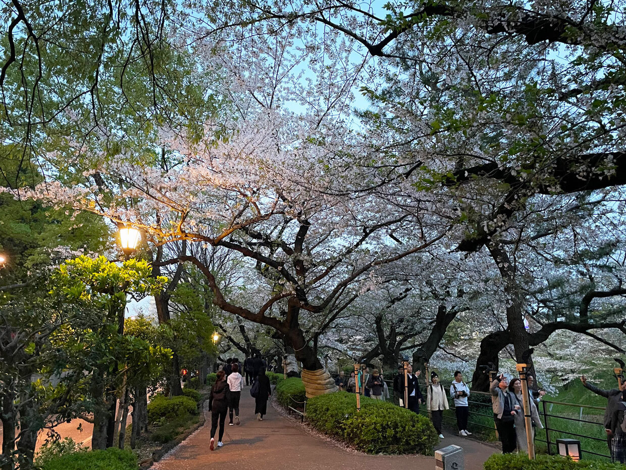 sumomo365_20240410_Chidorigafuchi_07.jpg