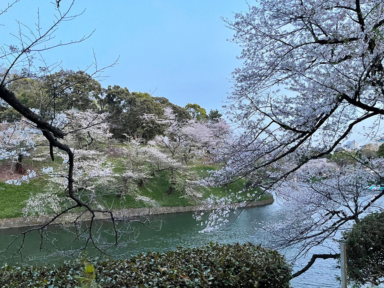 sumomo365_20240410_Chidorigafuchi_08.jpg