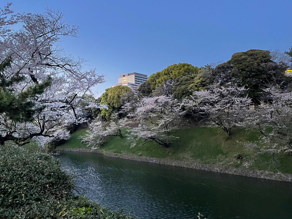 sumomo365_20240410_Chidorigafuchi_10.jpg