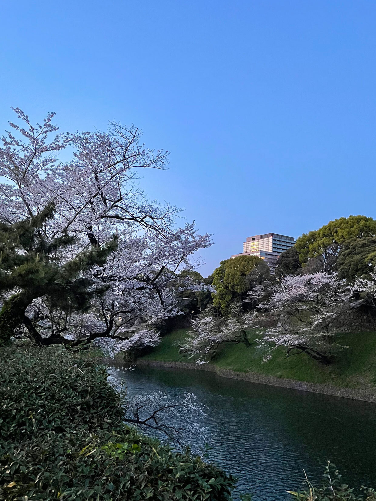 sumomo365_20240410_Chidorigafuchi_11.jpg