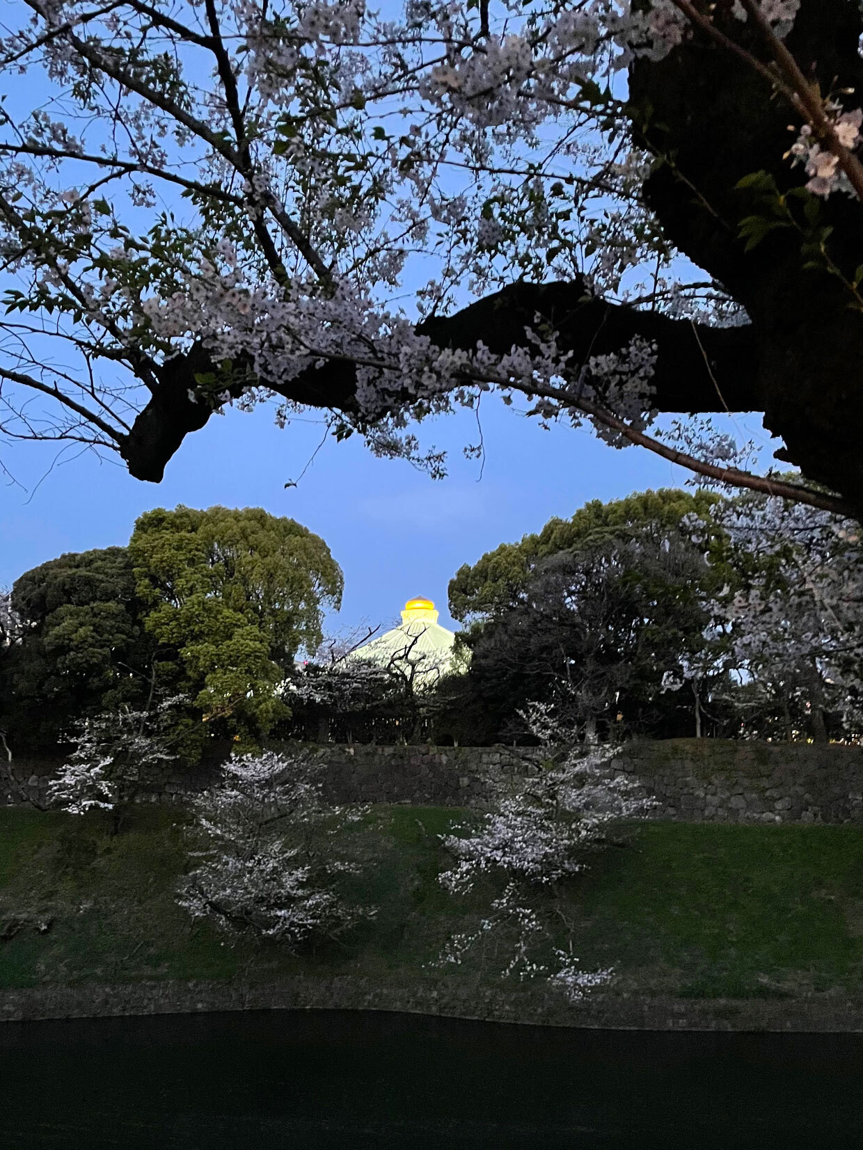 sumomo365_20240410_Chidorigafuchi_12.jpg