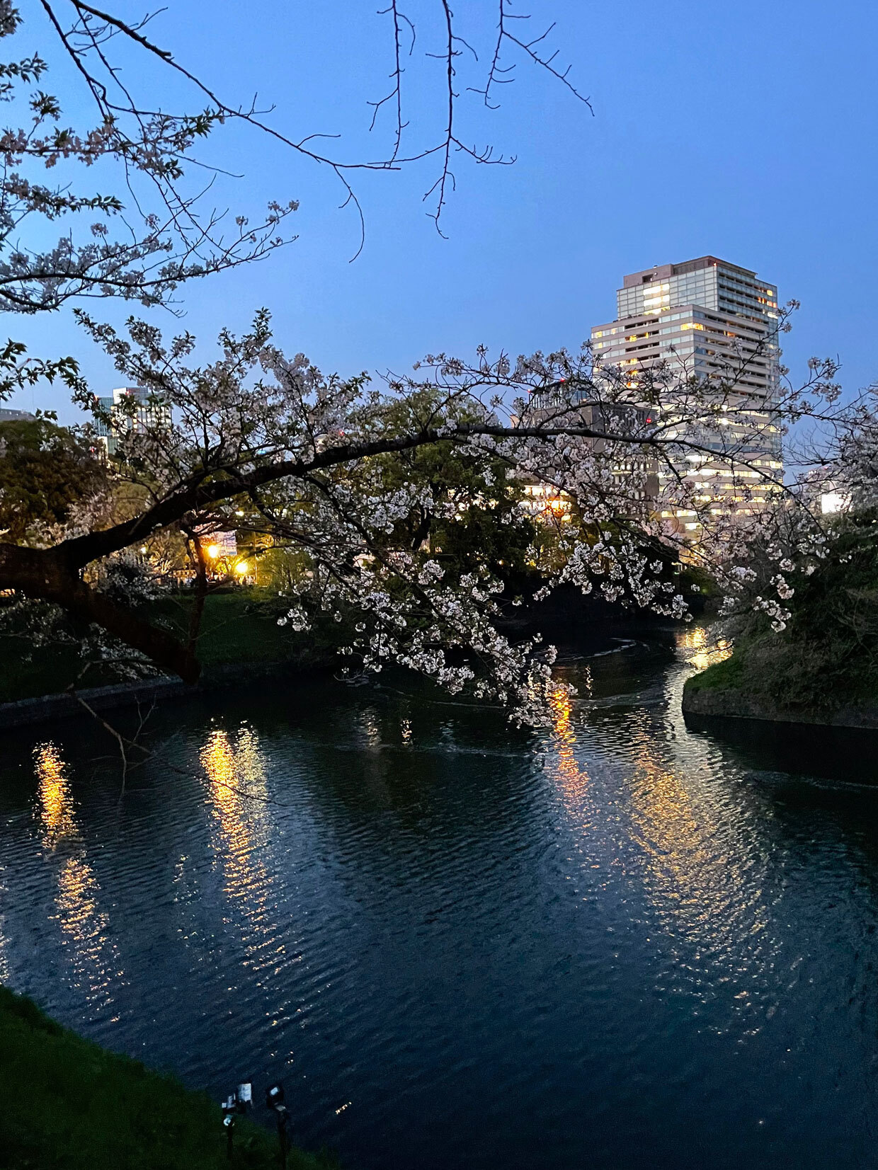 sumomo365_20240410_Chidorigafuchi_14.jpg