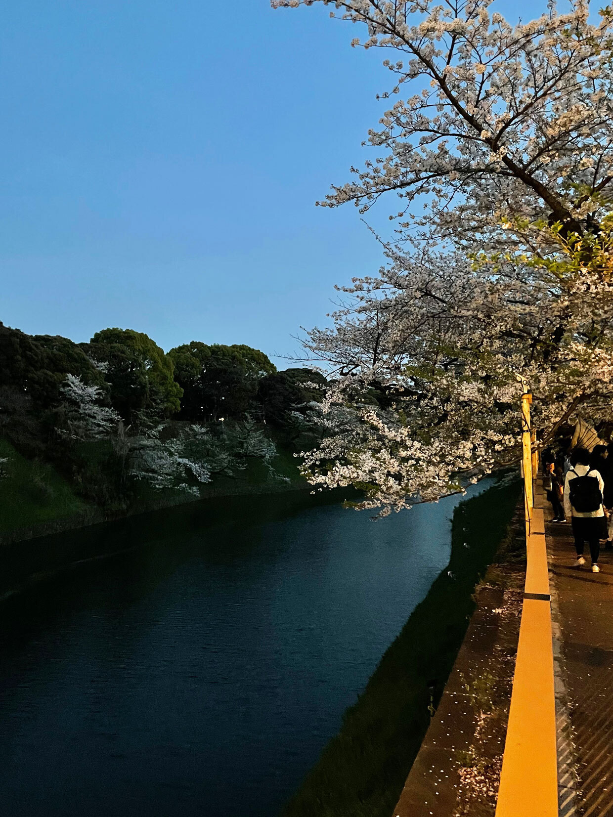 sumomo365_20240410_Chidorigafuchi_15.jpg