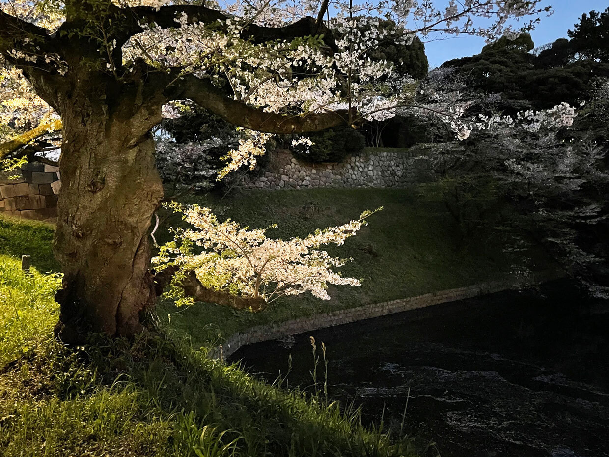 sumomo365_20240410_Chidorigafuchi_16.jpg