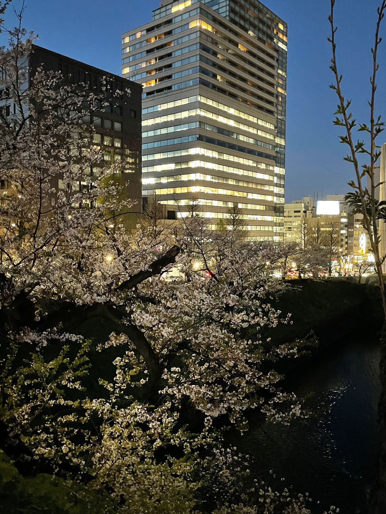 sumomo365_20240410_Chidorigafuchi_17.jpg