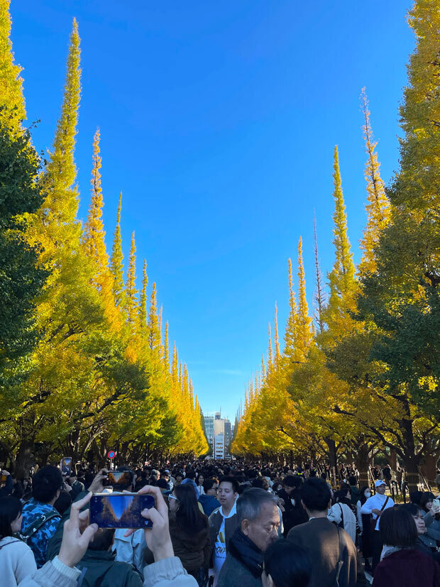 sumomo365_20241123_jingu_gaien_ichou_00.jpg