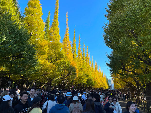 sumomo365_20241123_jingu_gaien_ichou_01.jpg