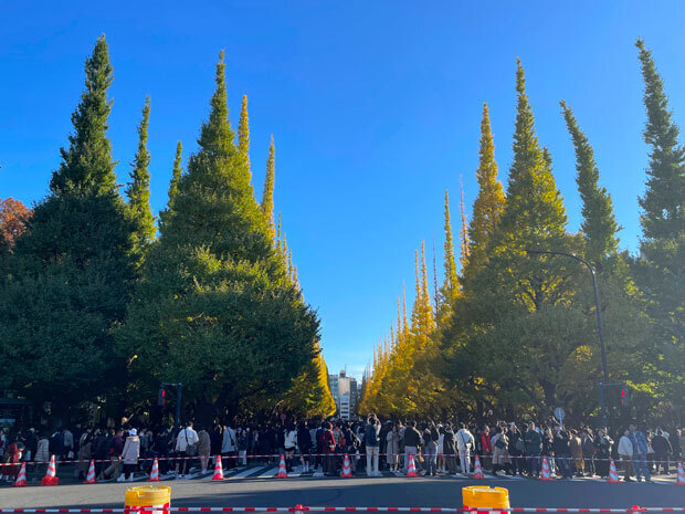 sumomo365_20241123_jingu_gaien_ichou_02.jpg