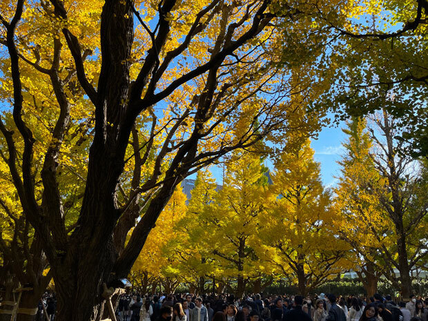 sumomo365_20241123_jingu_gaien_ichou_03.jpg