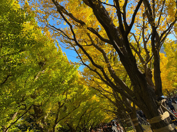 sumomo365_20241123_jingu_gaien_ichou_04.jpg