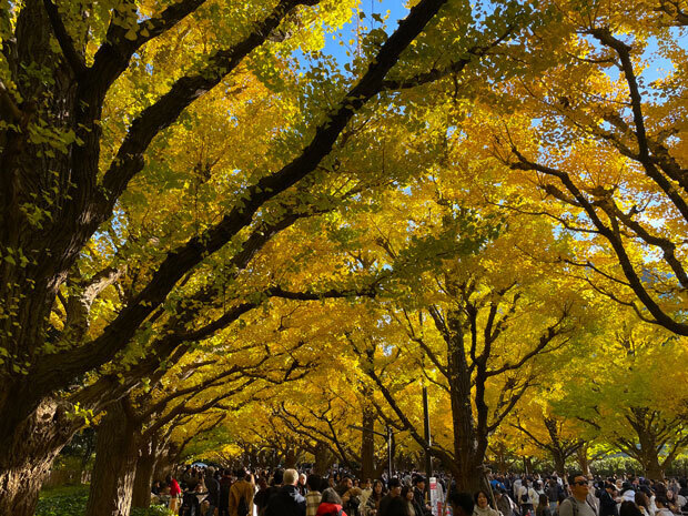 sumomo365_20241123_jingu_gaien_ichou_05.jpg