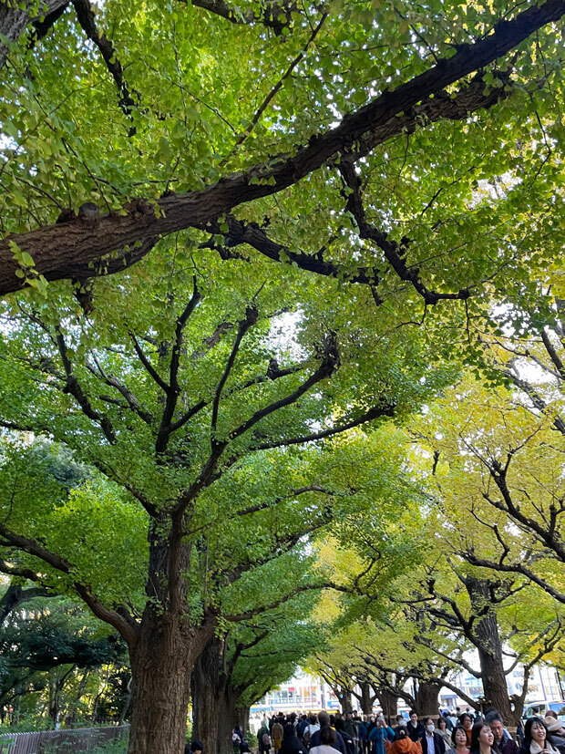 sumomo365_20241123_jingu_gaien_ichou_08.jpg